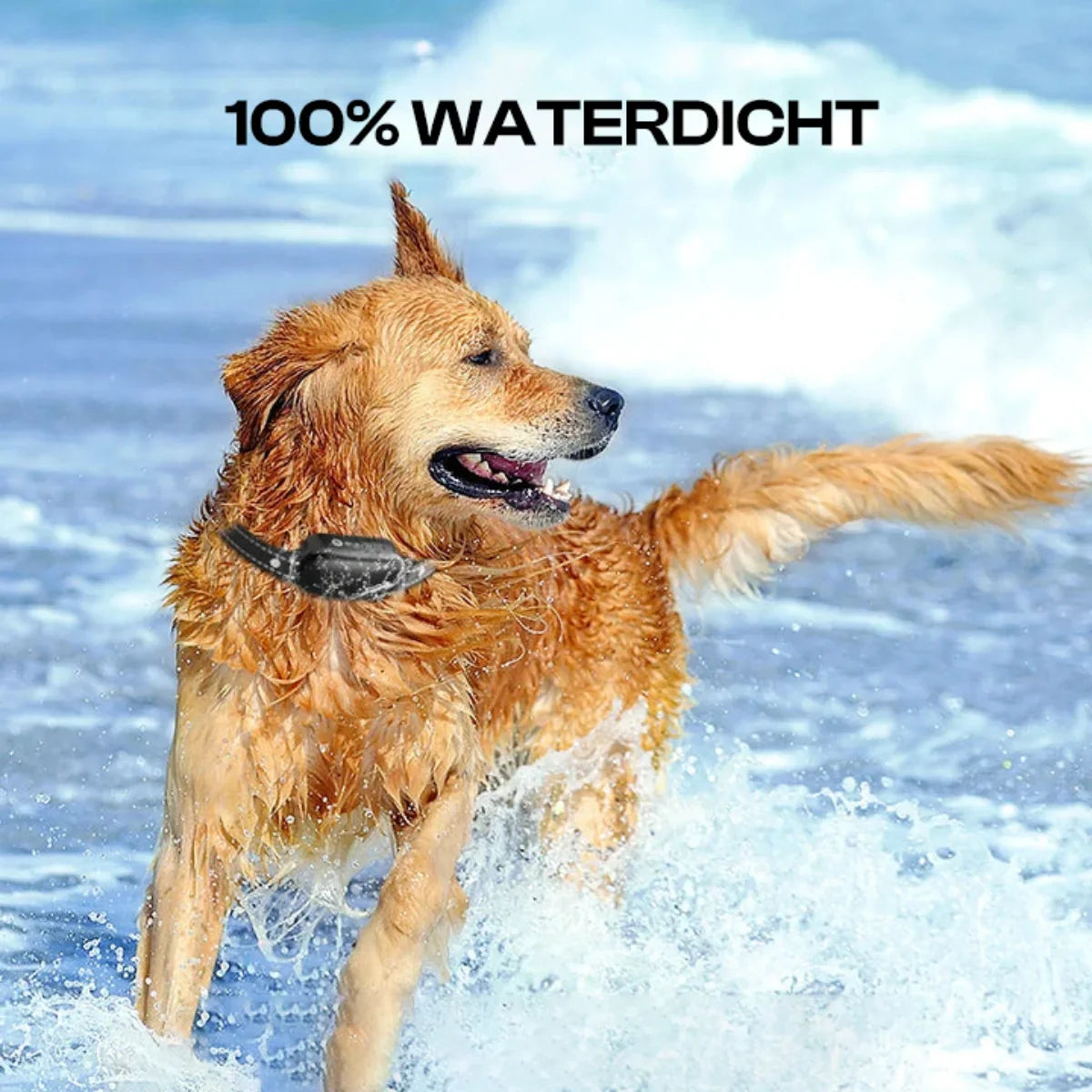 Waterproof Electric Dog Training Collar with Remote 1000m - Image 5